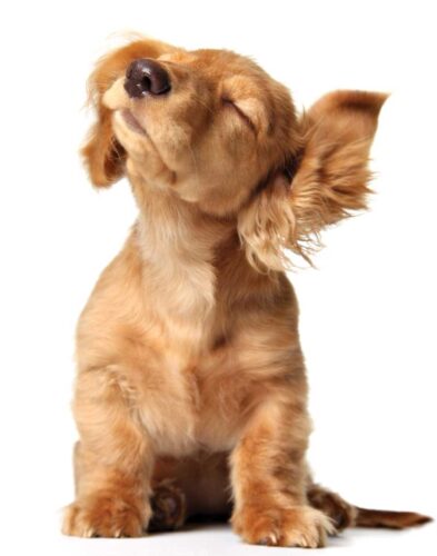 Natural Flea and Tick Repellents